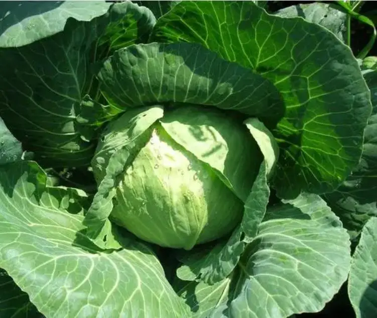 喝洋蔥泡的葡萄酒，有哪些壞處？